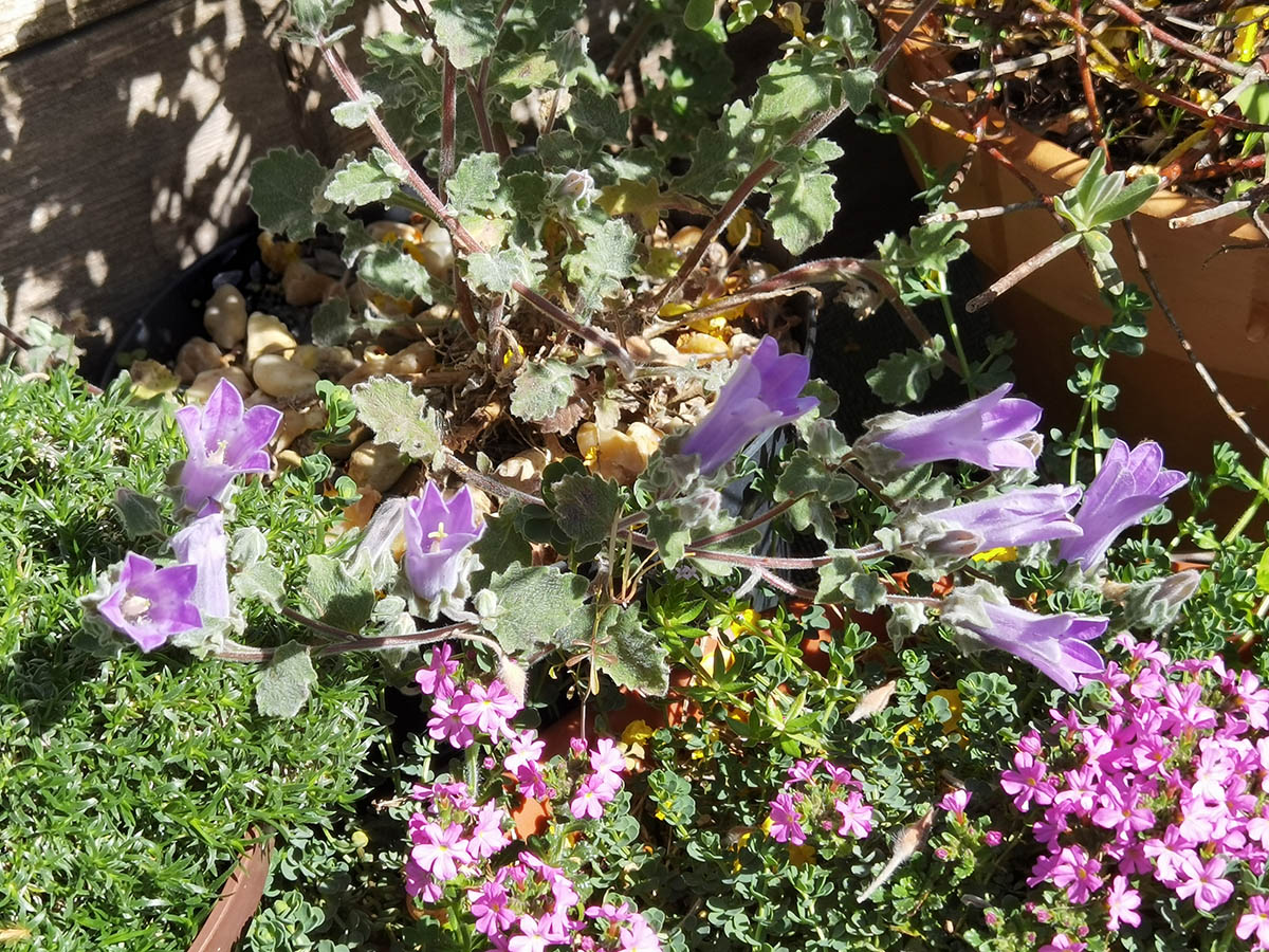 Campanula topaliana 10